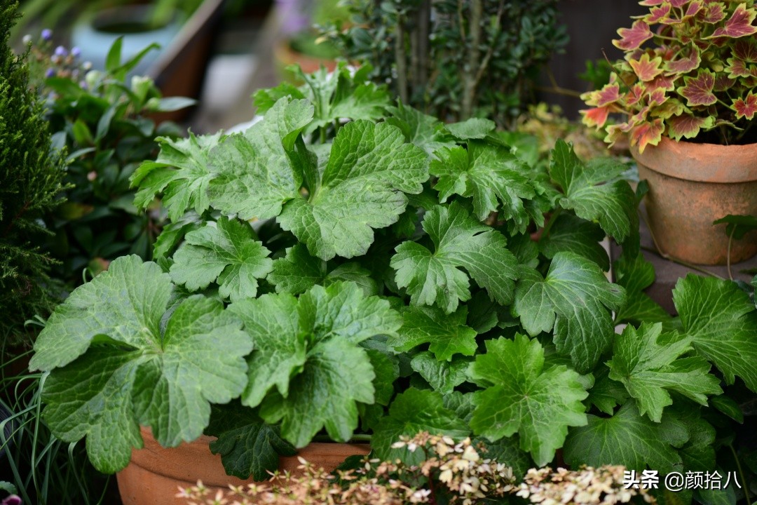 零下9度来袭，花园里的绿色是那么动人|园丁