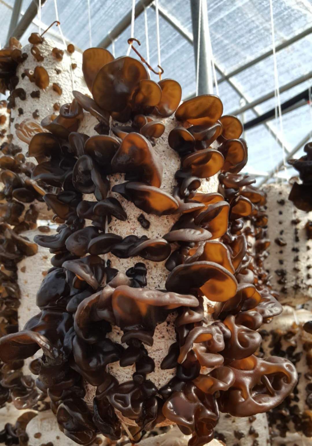 关于木耳大棚项目认养问题解答（专家答疑）