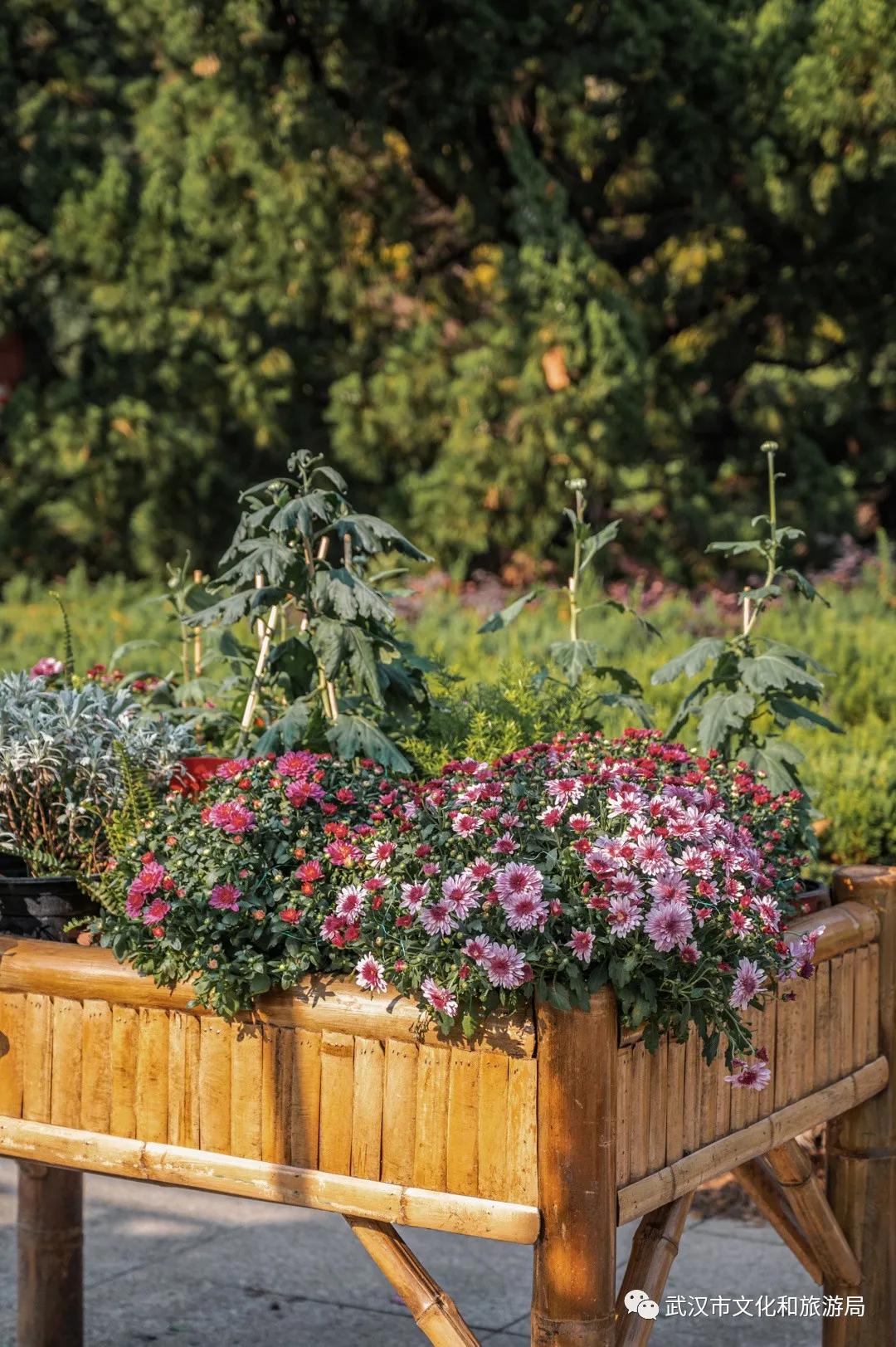 鏉ユ睙婊╄祻鑿婅姳,鑿婅姳鐑傛极