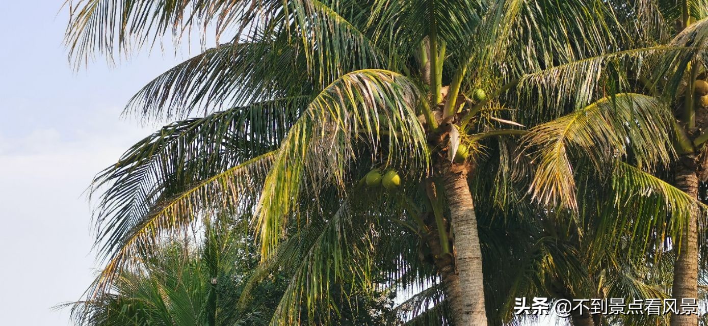海口海甸岛白沙门公园夜景,海口旅游景点白沙门