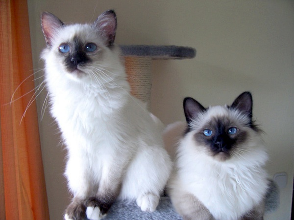 名贵猫咪的品种及图片大全,十大名贵猫咪品种排行榜