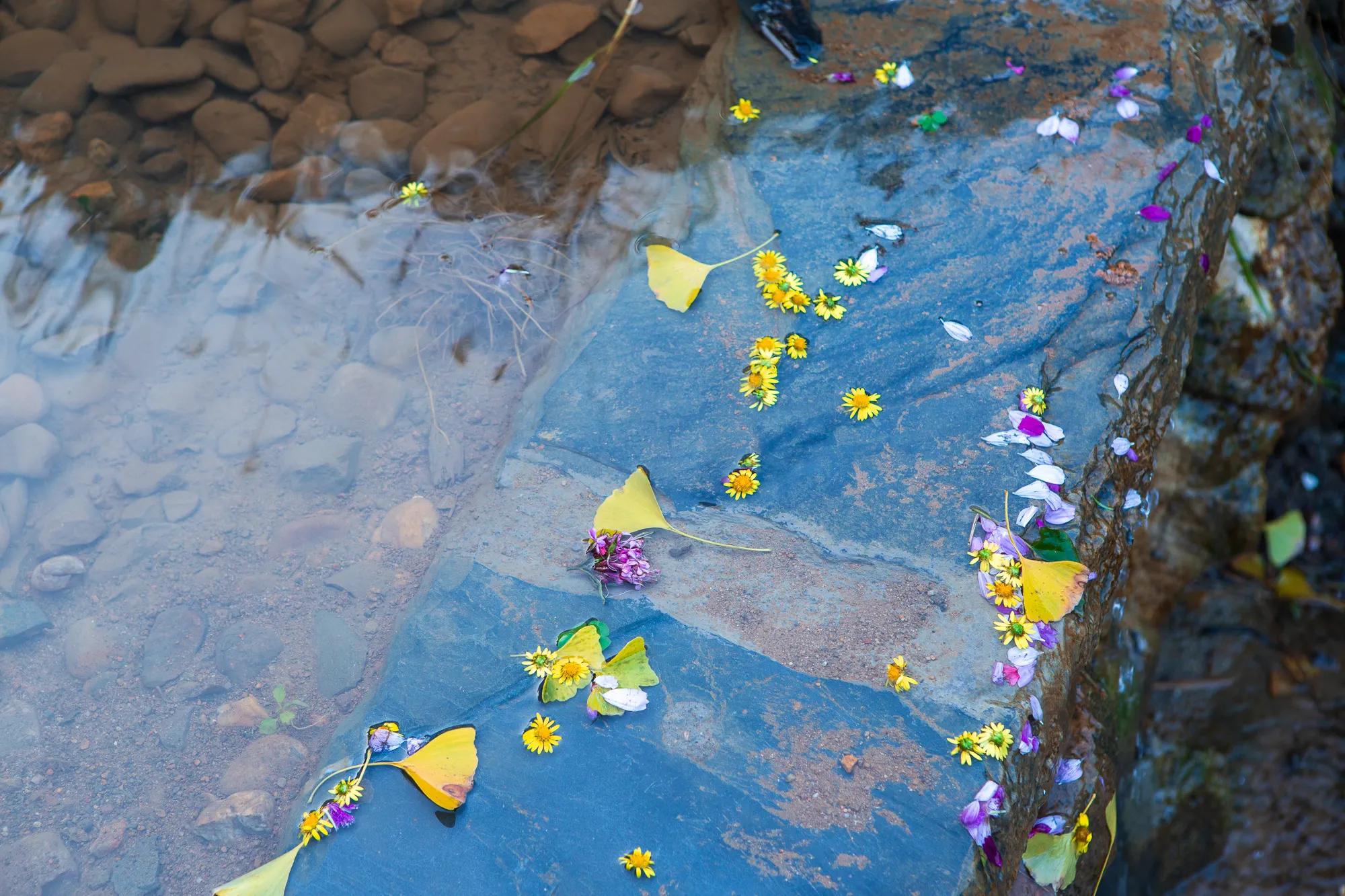 高岭古村银杏,高岭乡高岭村