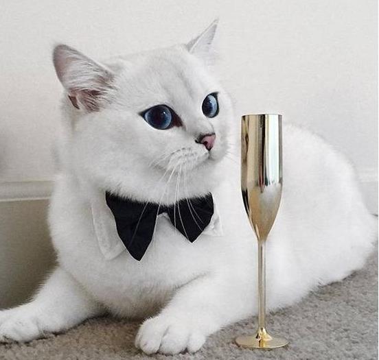 英短猫大便有血是怎么回事,美短猫便便稀怎么办