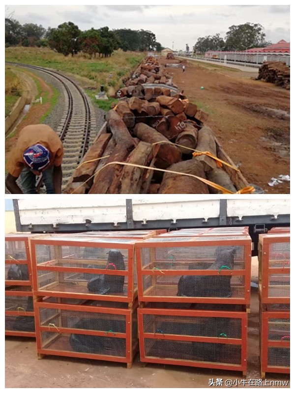 我放弃高考去非洲安哥拉闯荡,从厨师到CEO,风险与机遇并存