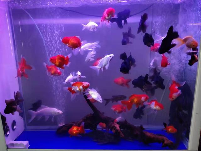 市场买的金鱼一般几个月能长大,刚买回来的金鱼应该怎么养呀