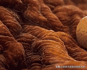 男人都是下半身动物？BBC来揭秘了！