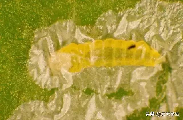 柑橘潜叶蛾的危害症状及防治措施,柑橘潜叶蛾防治最佳方法