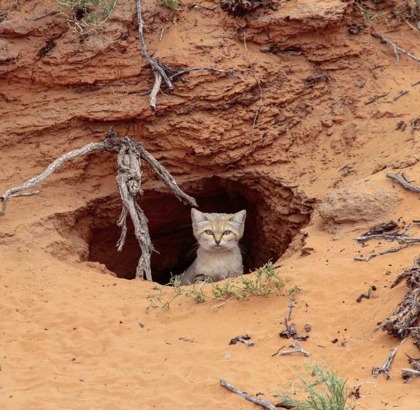 喂了很久的流浪猫要被人领养了,生活在沙漠的猫科