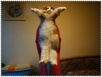 铲屎官鄙视猫被猫咬,为什么给猫咪铲屎猫咪会咬人