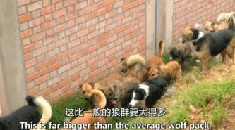 豆瓣9.1，看一次被萌一次，根本顶不住它们的可爱