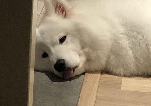 萨摩耶感冒流鼻涕怎么办,萨摩耶感冒了吃板蓝根