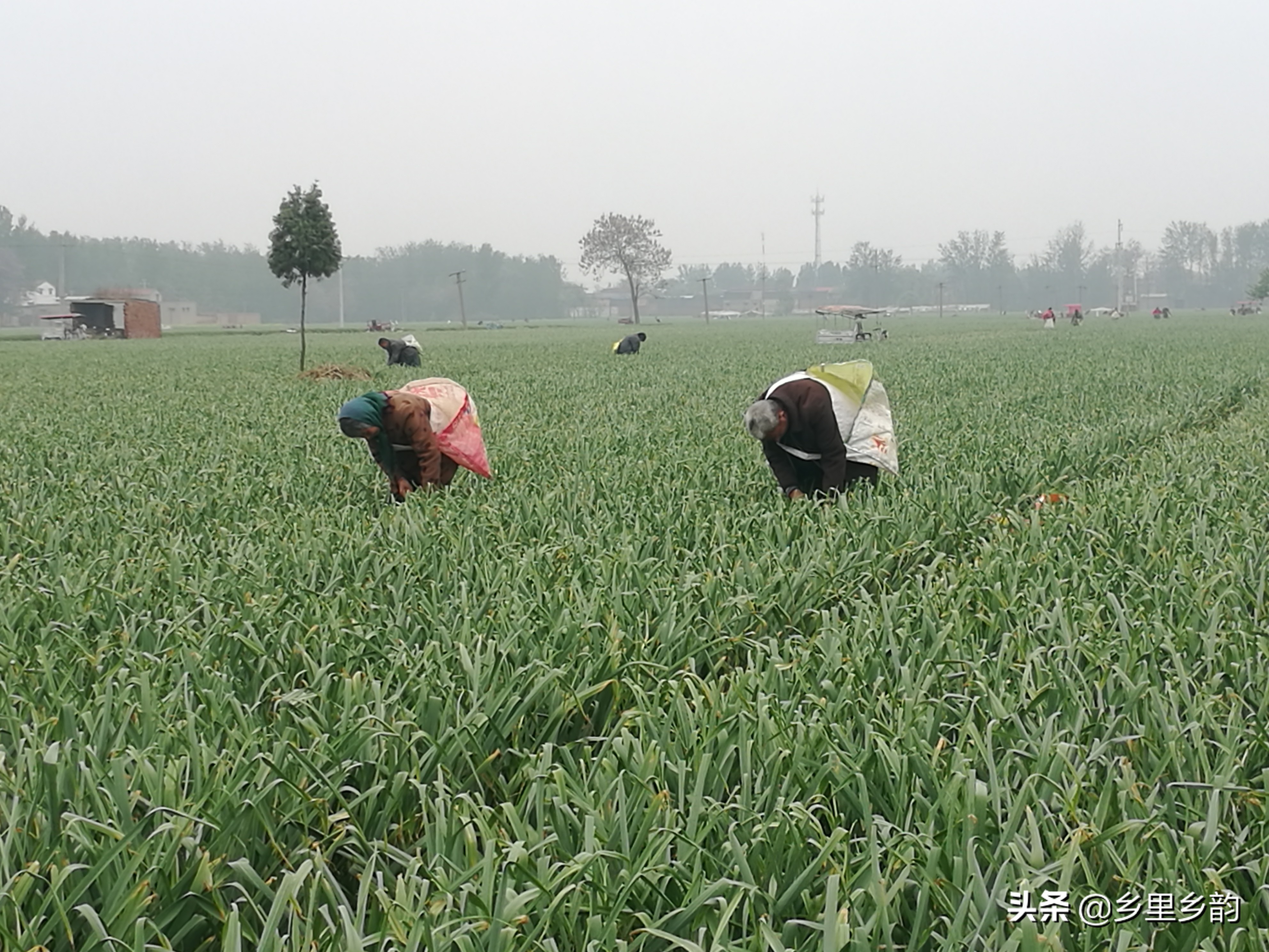 2023年大蒜蒜薹最新行情,今年蒜薹行情怎么样啊