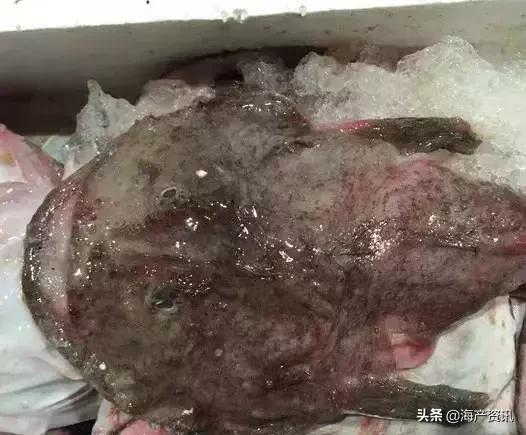 海鲜市场这4种鱼人工无法养殖,海鲜市场适合养什么鱼