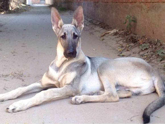 全世界100种名贵狗,世界上46多种名狗图文说明