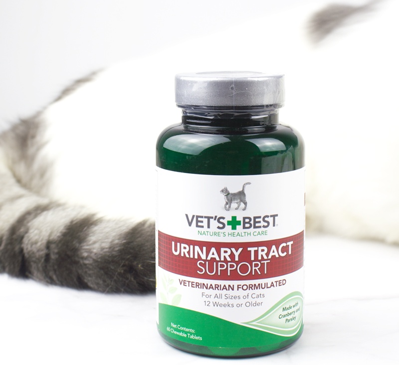 担心猫咪患尿道病？铲屎官快看过来