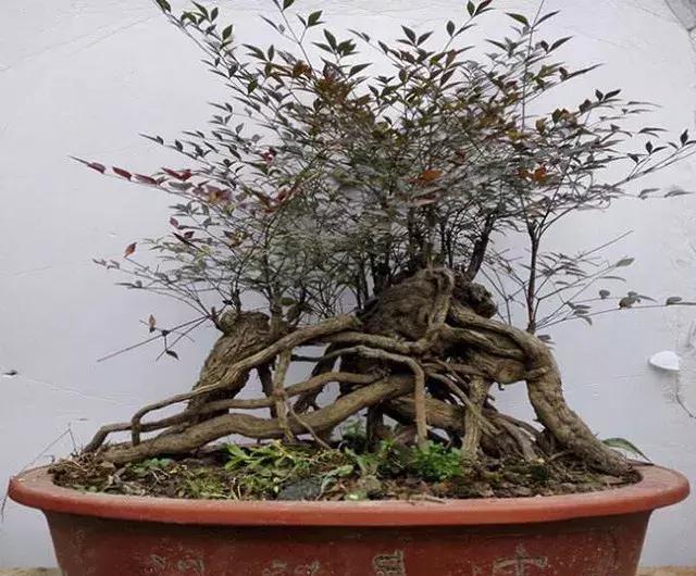 家里最好用的小盆景,家中易养的树形盆景