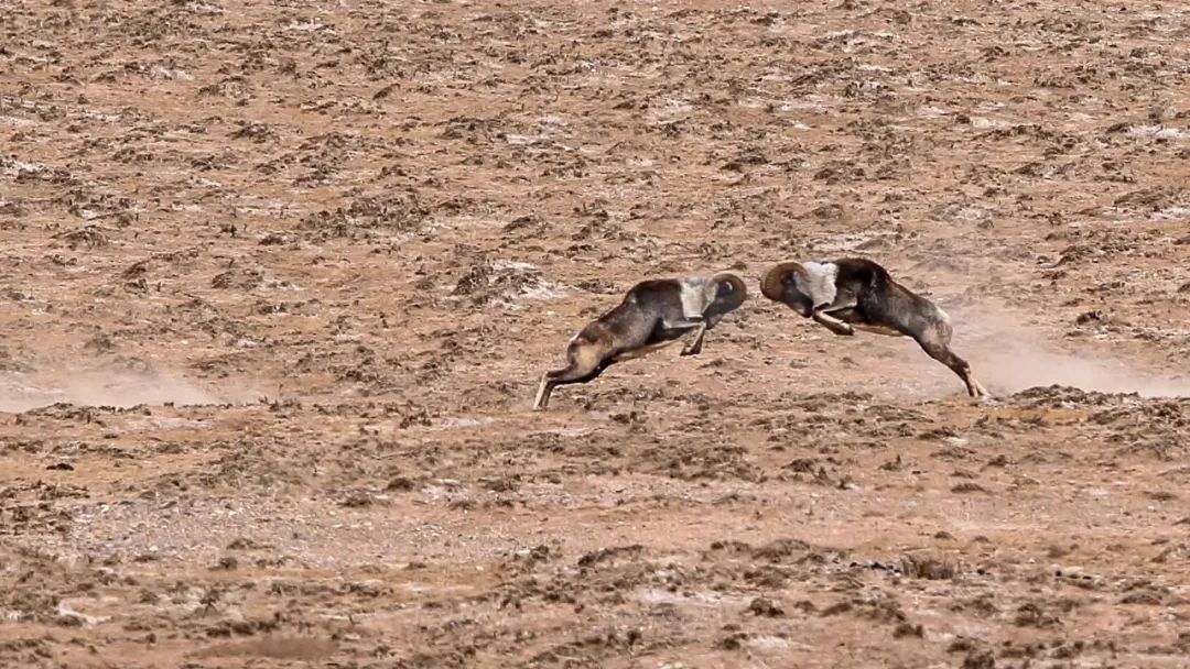 淘客加盟软件,淘客代理系统小程序