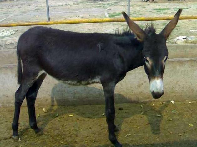 十大适合商业养殖的动物,哪些动物利润大可以养殖