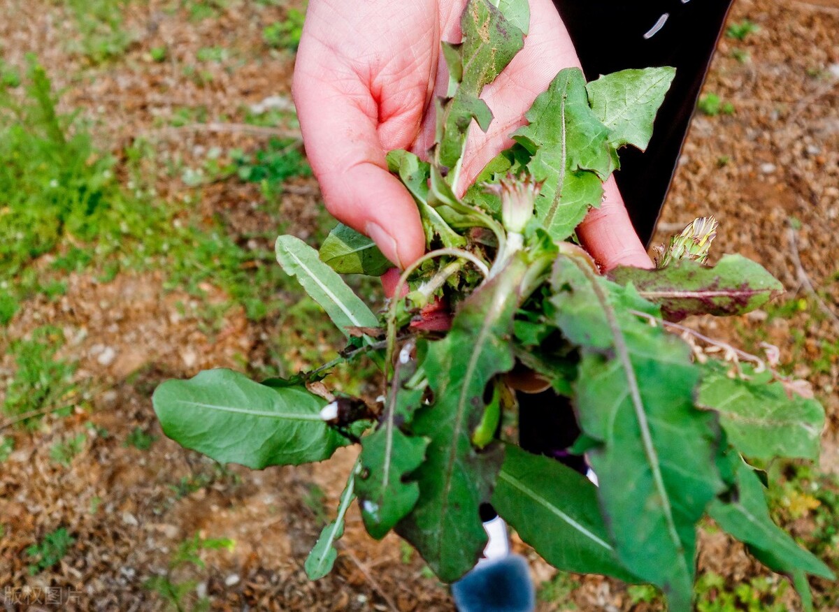 蒲公英适合什么季节晾晒,蒲公英啥时间采挖效果最好