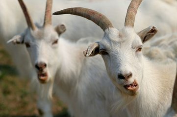 羊口疮的快速治疗土方法,羊口疮防治小妙招