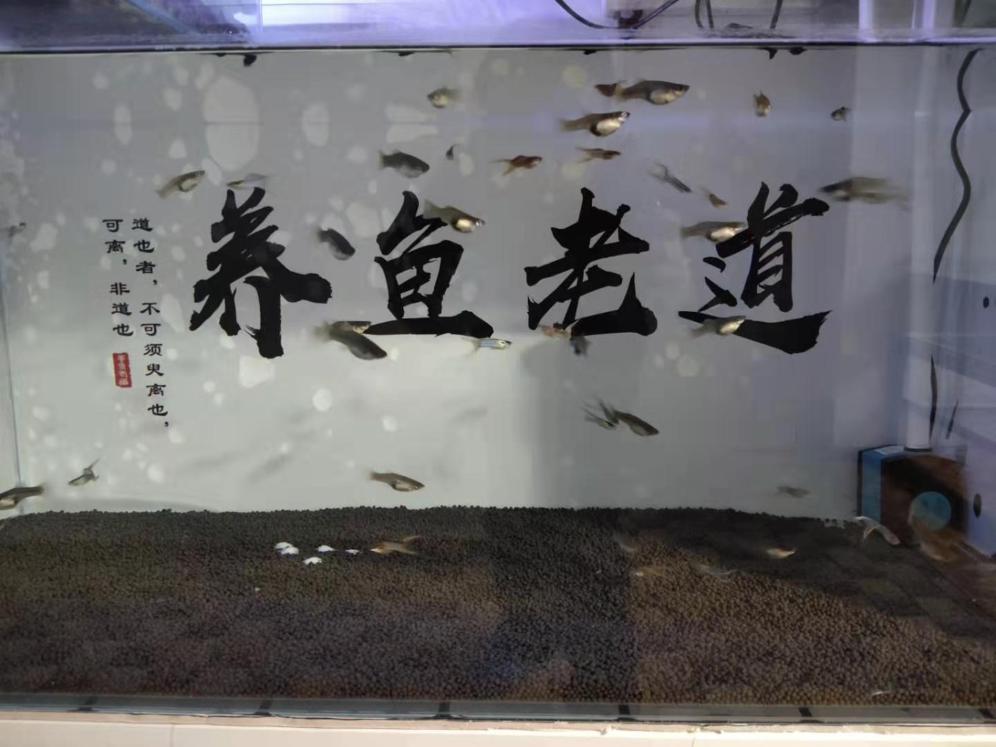 孔雀鱼刚到家怎么处理,怎么判断孔雀鱼生病了