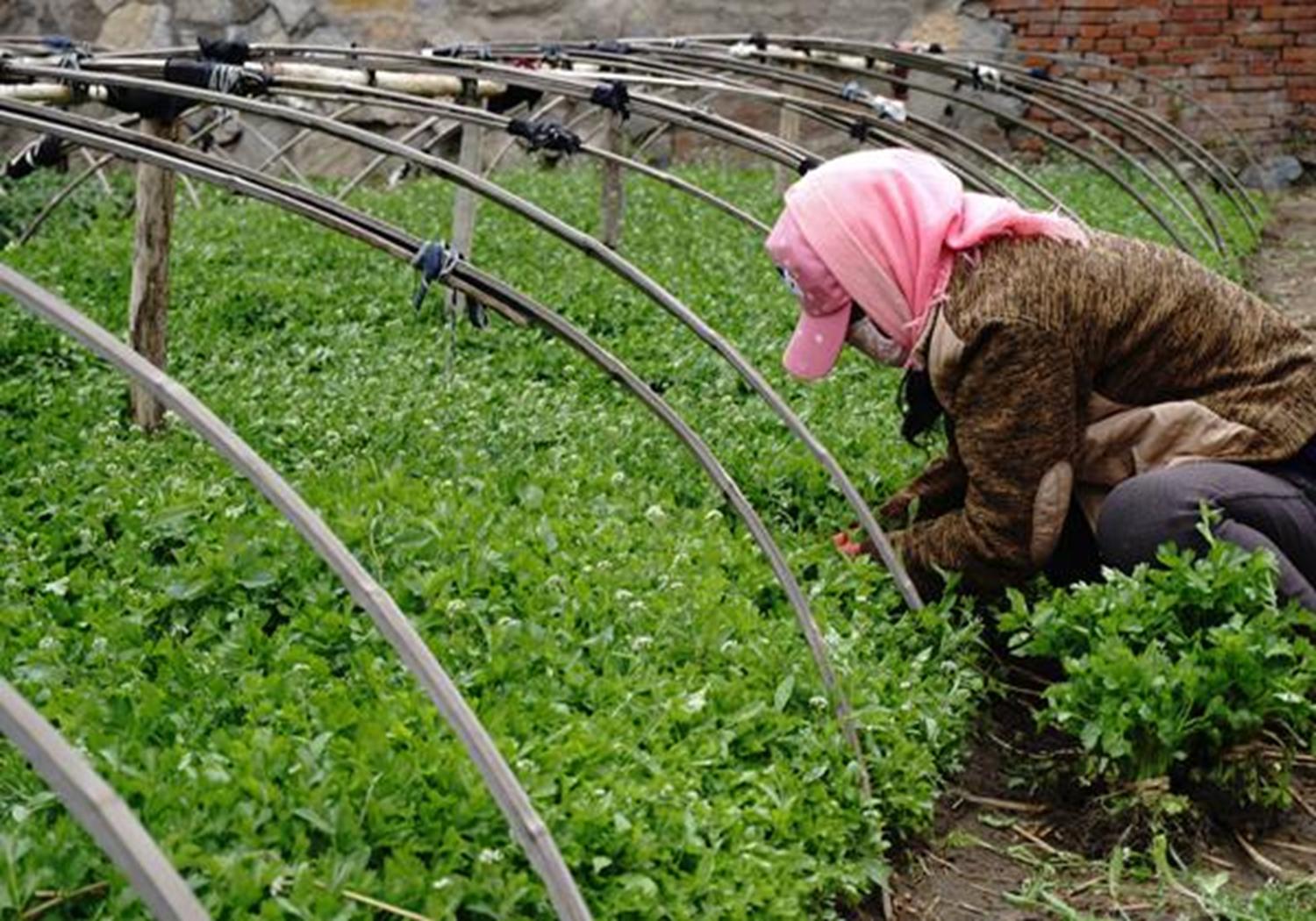 芹菜大棚种植技术和方法,温室种植芹菜有哪些科学育苗方法