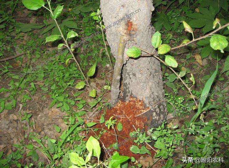 天牛幼虫灭杀药,天牛成虫用什么药来杀