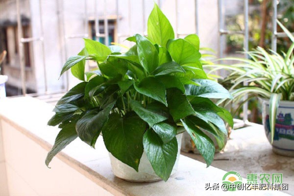 绿萝冻伤怎么快速补救,冻伤的绿萝怎么补救