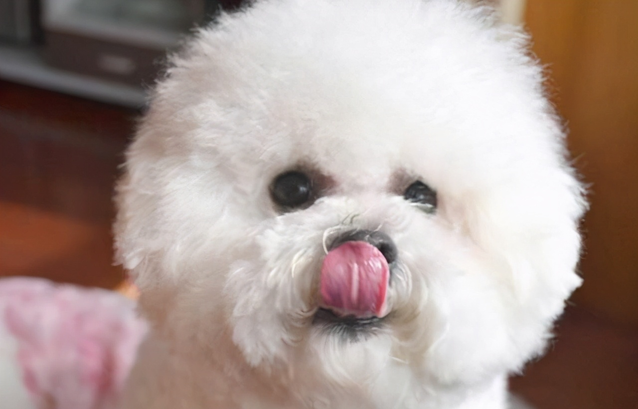 比熊各种行为的含义,比熊各种的反应代表什么