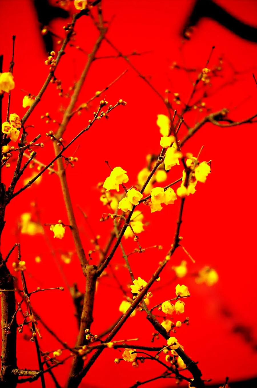 又见腊梅花开记叙文,又见腊梅真好作文1000字