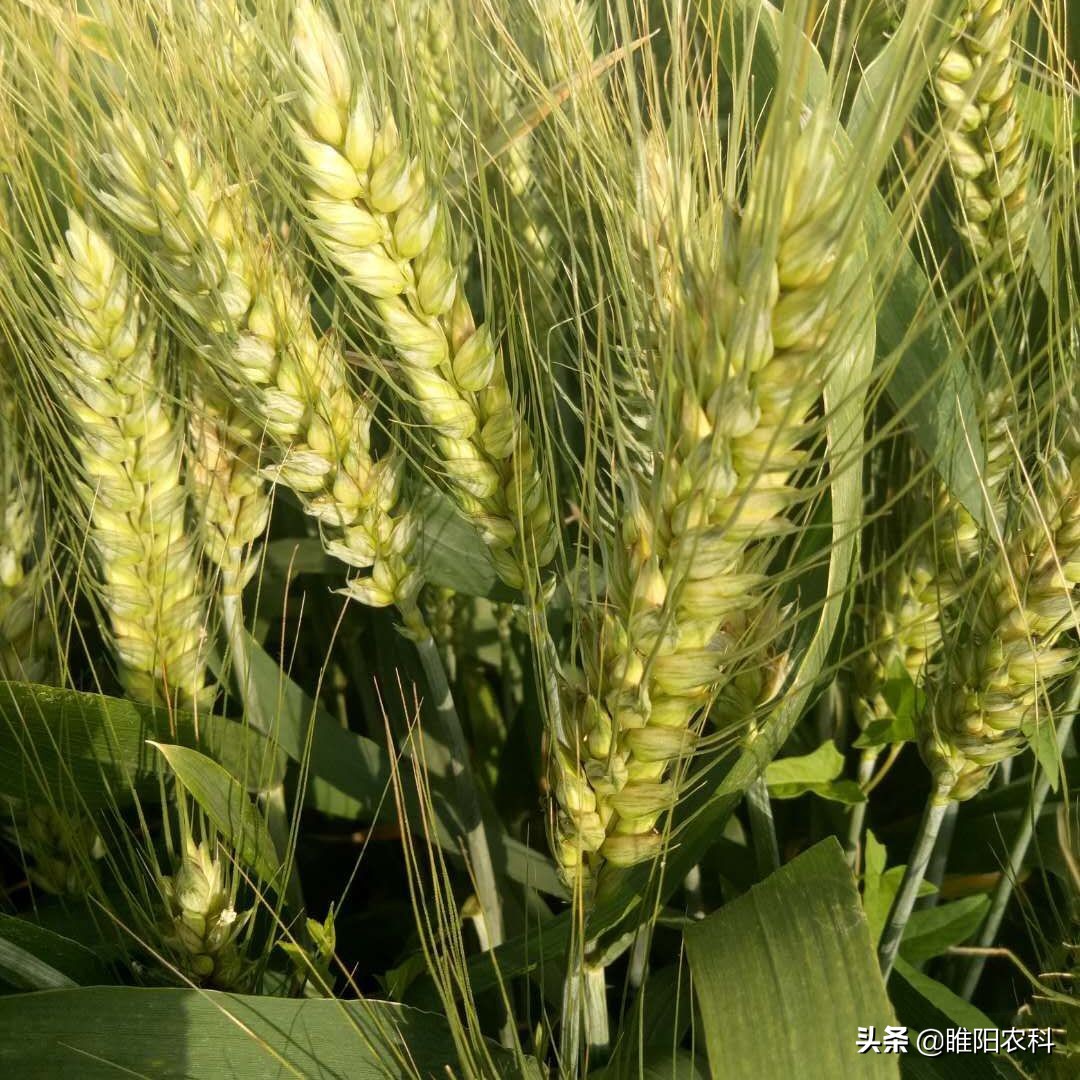 2023河南高产小麦品种排名前10名,2023年河南小麦品种产量排名