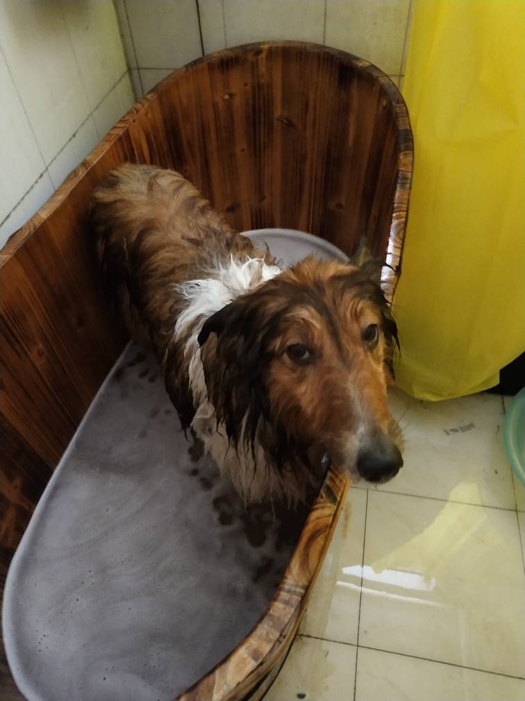 喜乐蒂体味重吗,喜乐蒂犬体味重不重