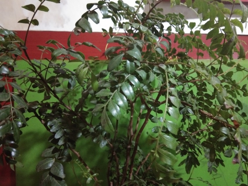 真假清香木叶片,真假清香