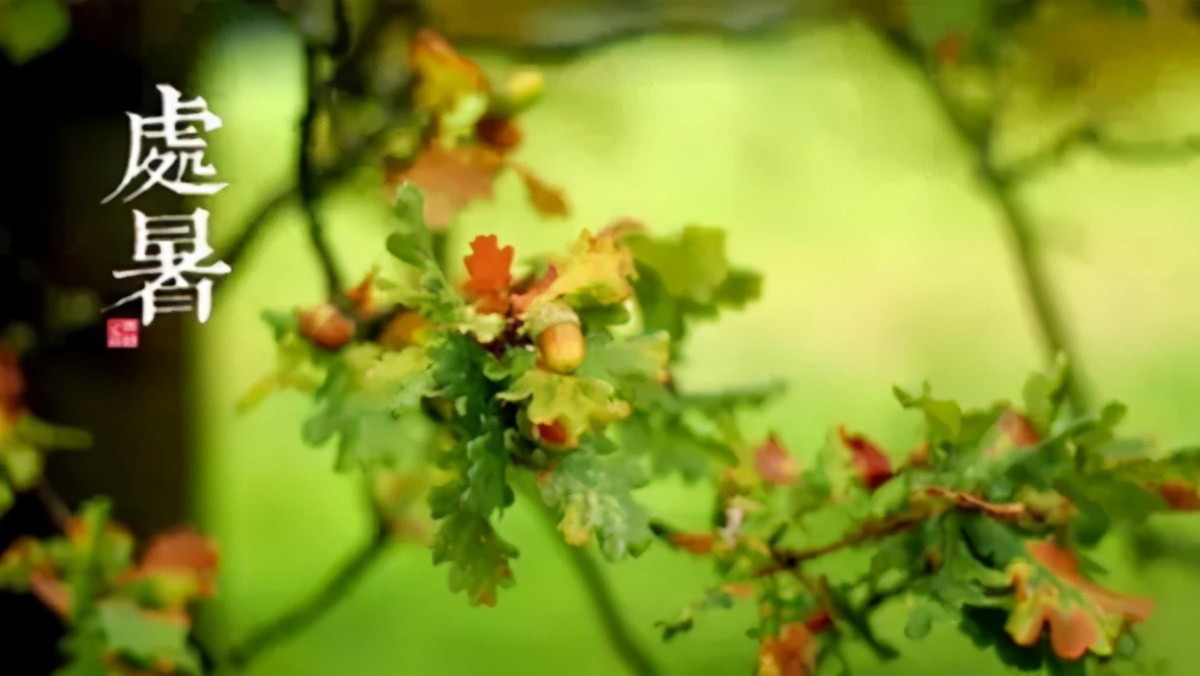 处暑是什么意思处暑的来历和风俗,处暑节气的含义是什么处暑吃啥好