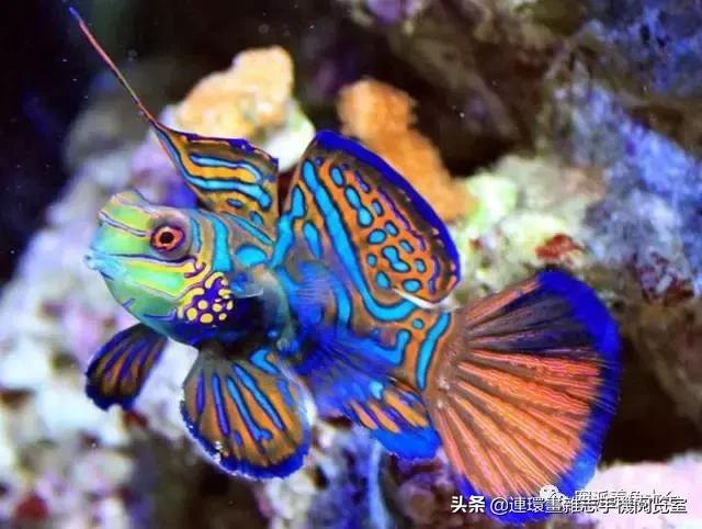 宠物鱼推荐小型的鱼,哪种宠物鱼最可爱