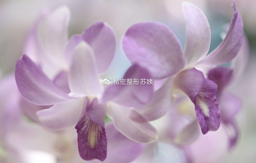 女人下身有豆腐渣现象普遍吗,私密豆腐渣