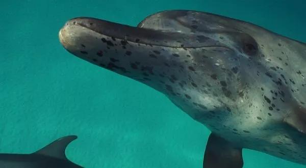 海豚湾被吐槽视频,海豚湾充满争议