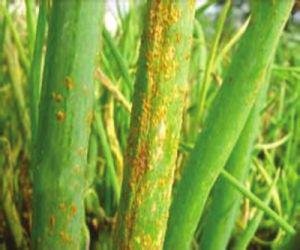 大葱生病的防治方法,大葱治疗病症