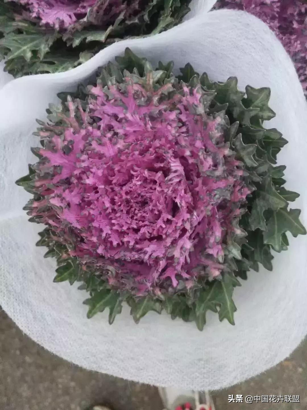 春天花市有哪些花材,便宜又大把的花材有哪些