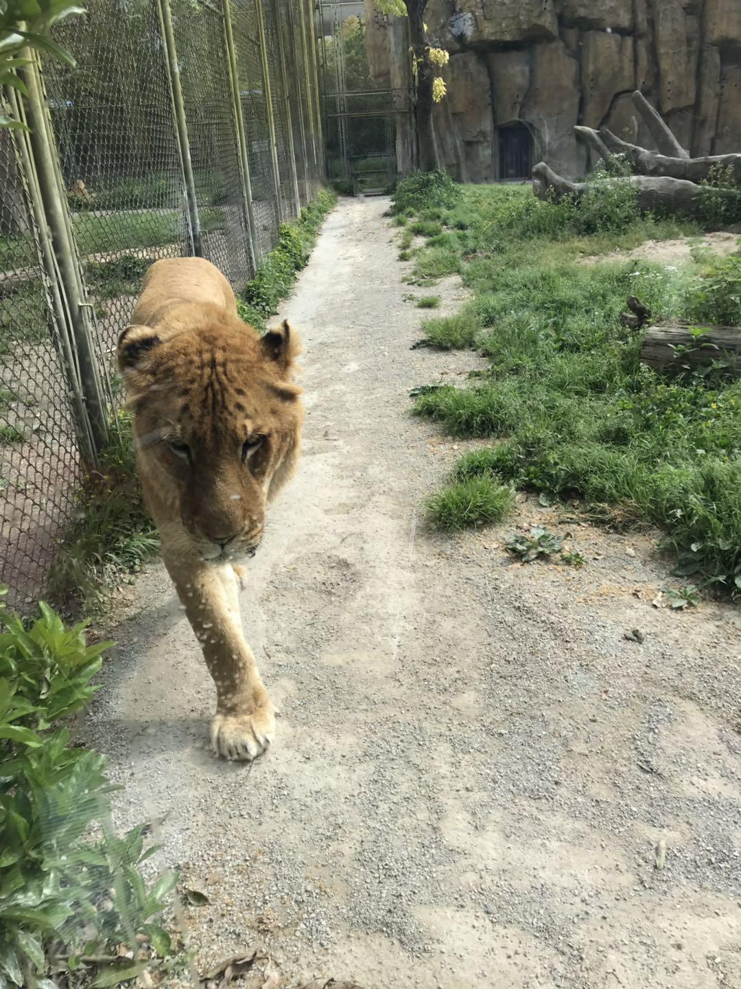 上海野生动物园太阳广场节目安排,上海野生动物园建议游玩时间