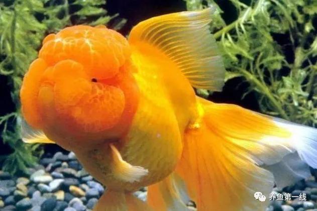金鱼常见的品种可以分成哪五大类,金鱼品种大全及图释