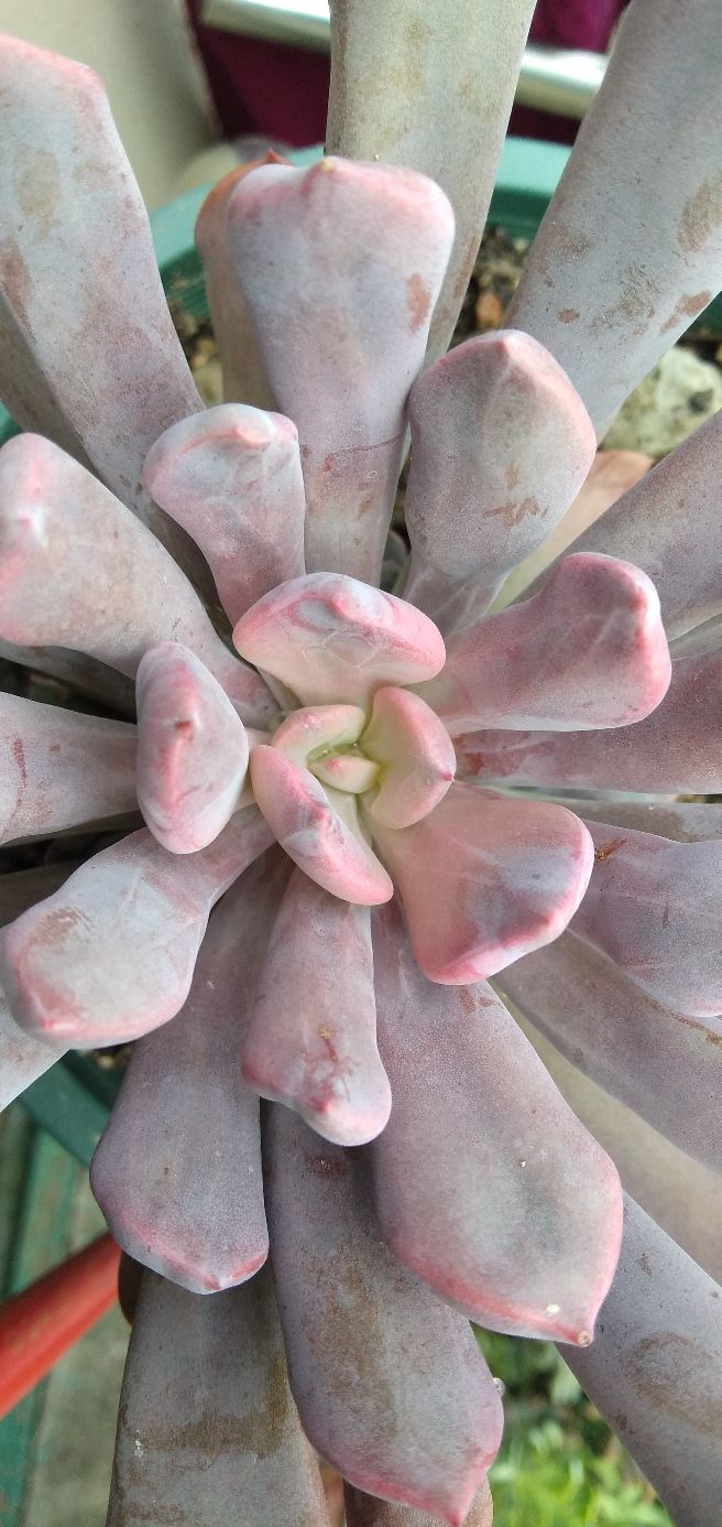 多肉爱神丘比特,多肉之象牙玉缀