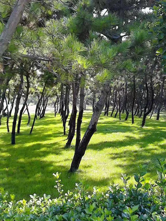 看正版杜梨儿的亲历，评价一下龙口海景房是鬼城还是天堂！