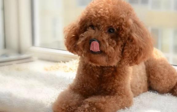 新手养泰迪犬要注意些什么,养泰迪犬需要注意啥