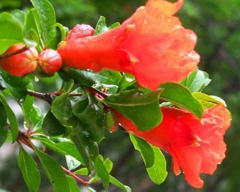 石榴核怎样种,石榴的果核可以种吗