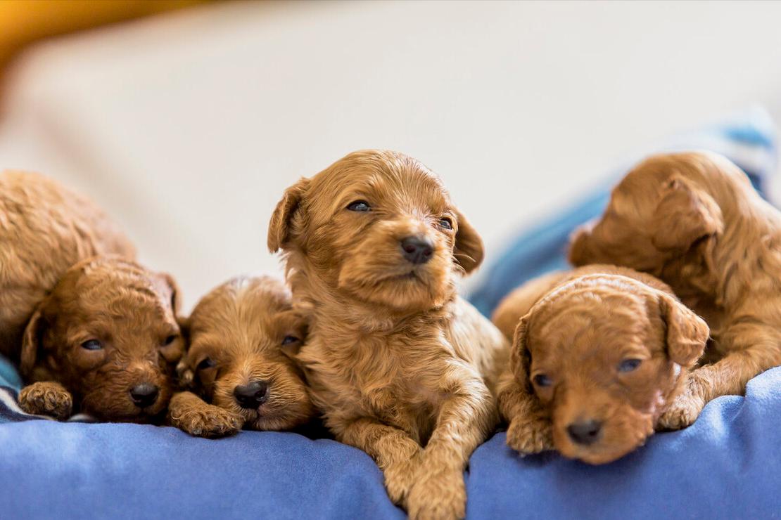 新手养泰迪犬要注意些什么,养泰迪犬需要注意啥