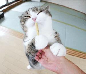 猫咪厌食的原因和解决方法,猫咪突然吃猫粮吃得很少怎么办