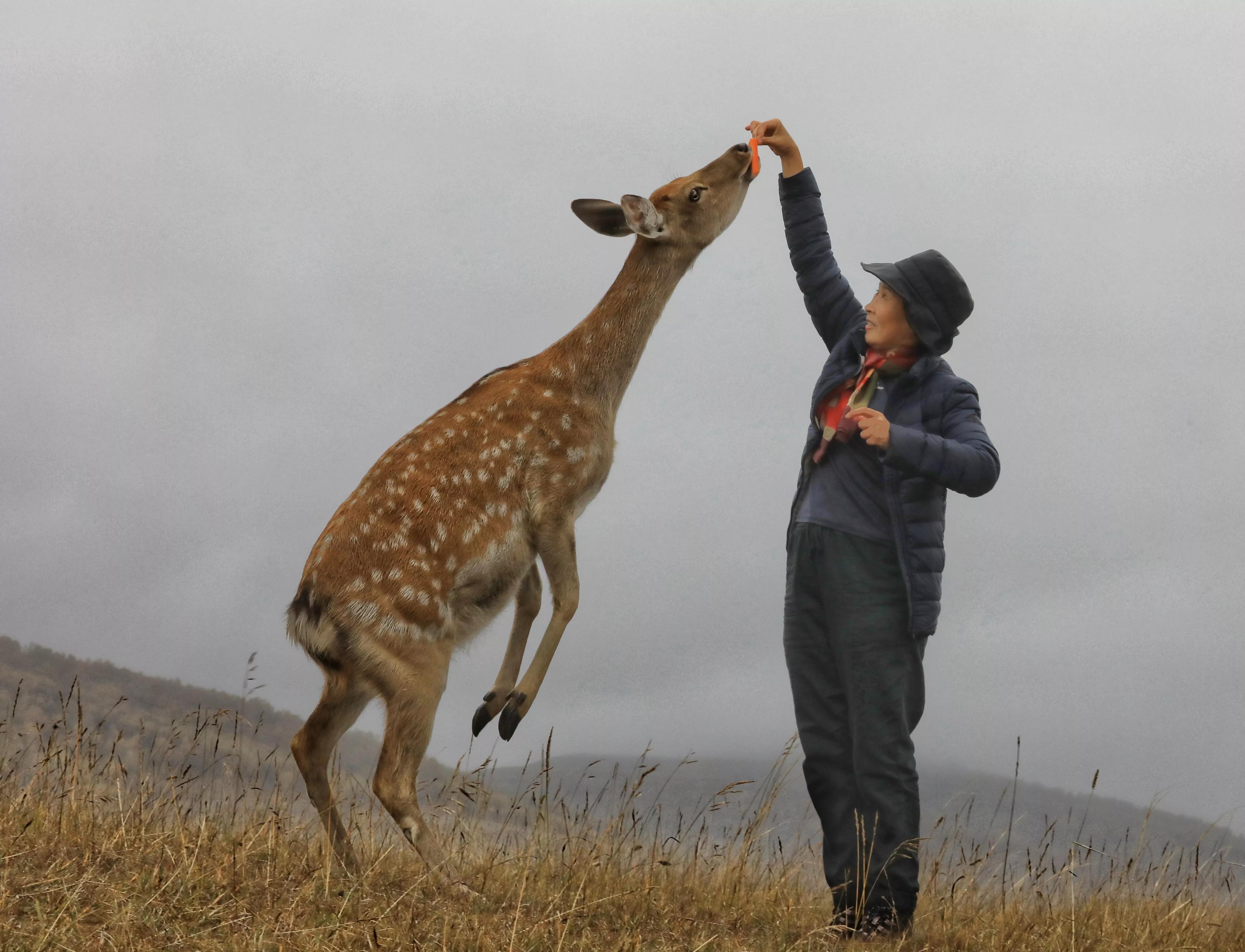 坝上秋色草原,坝上草原游记作文