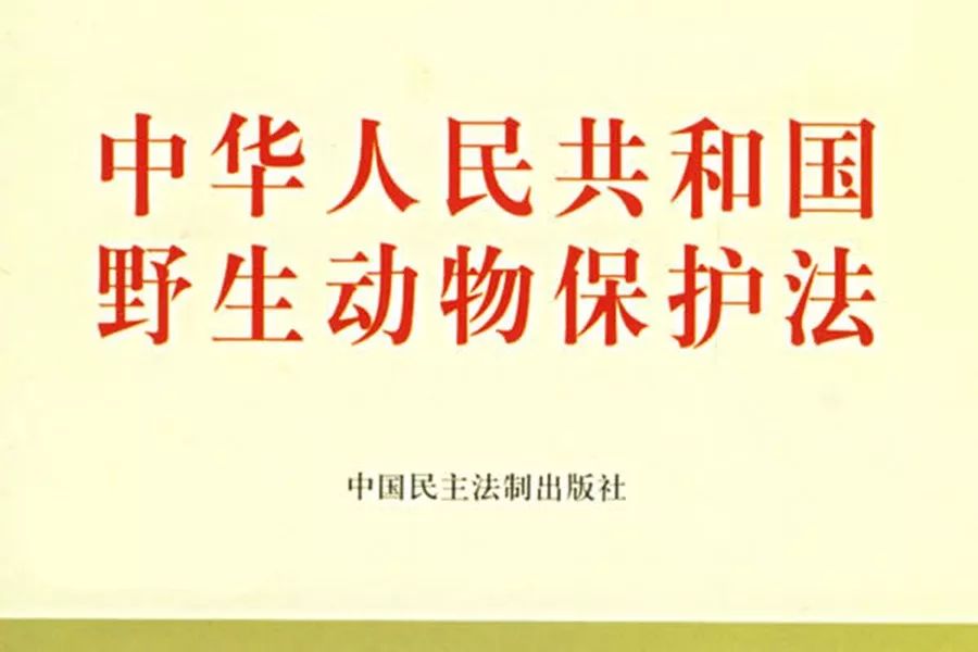 我不是药神真的能救吗,我不是药神穷病救不了台词