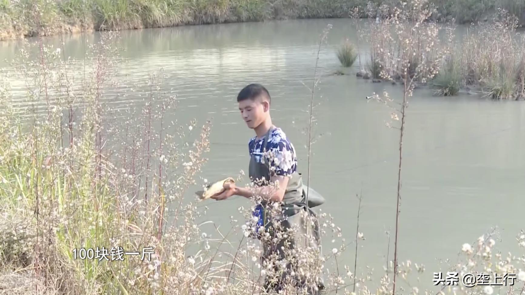 山东小伙一天卖500百只甲鱼,湖北小伙甲鱼一年卖出上千万